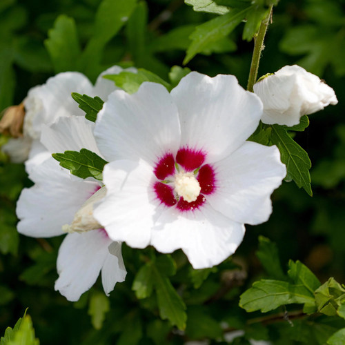 Garteneibisch hibiscus - garteneibisch,