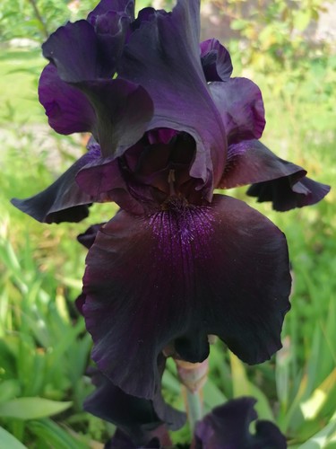 Schwertlilie iris superstition - schwertlilie,