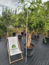 Punica granatum Granatapfelbaum 200–250cm winterhart 40cm Stamm Pflanze Obst