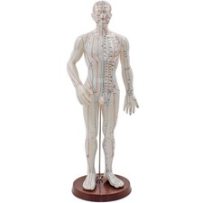 Akupunkturmodell Mensch Mann männlicher Körper Lehrhilfe f. Akupunkturpunkte