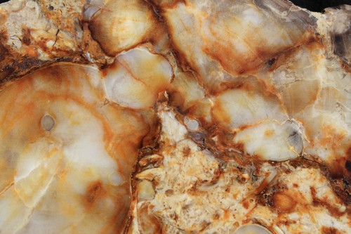 Versteinertes holz aus - holz,