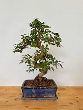 Bonsai chinesische Ulme  /