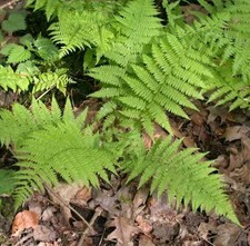 Wald Frauenfarn - großer Topf