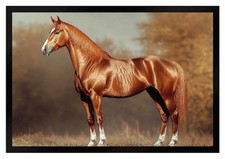 Fußmatte braunes Pferd Brauner Schmutzfangmatte F2645	