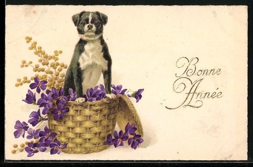 Ansichtskarte hund und - hund,