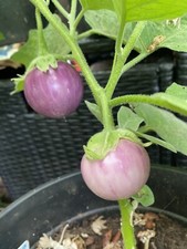 AUBERGINE lila , "lao Lavender" Eierfrucht,  solanum melongena, Eierbaum