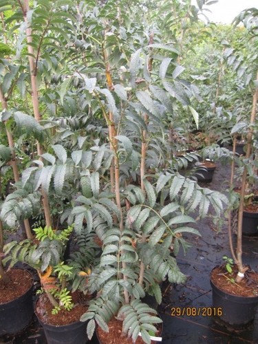 Sorbus aucuparia fingerprint - sorbus,