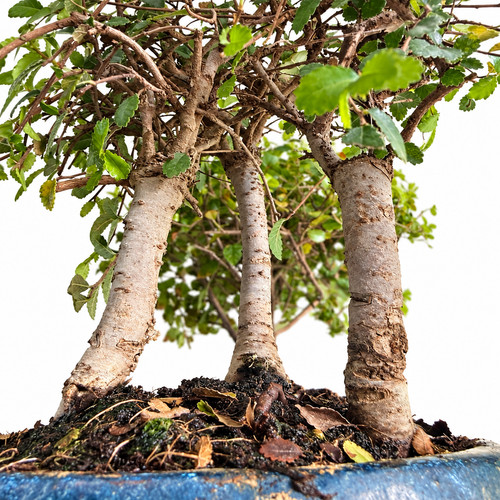 Bonsai japanische wald zelkova - japanische,
