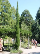 1 x Toskana Zypresse - Cupressus sempervirens Totem