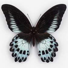 Papilio Polymnestor Parinda