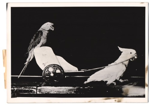 Fotografie rikscha kakadu - fotografie,