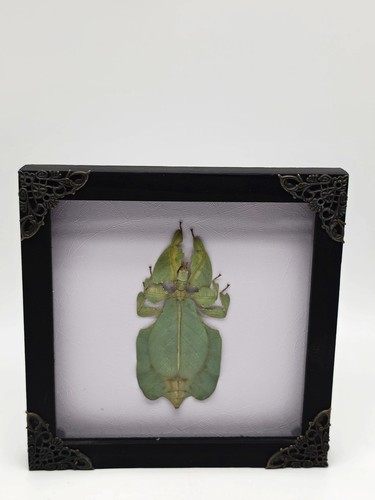 Real leaf bug - leaf, green