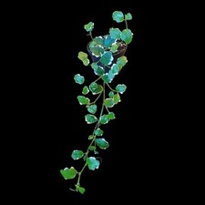 Ficus Pumila, Rankpflanze für Regenwald Terrarien, tropische Terrarienpflanze