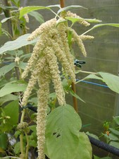 AMARANTH WEISS 400 Samen aus bioveganem Naturgarten Bienenweide Küchenkraut