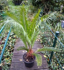 1 x Cycas Revoluta Palmfarn Sagopalme Zimmerpflanze  