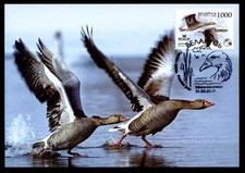 Graugans. Maximumkarte. Weißrußland 2009