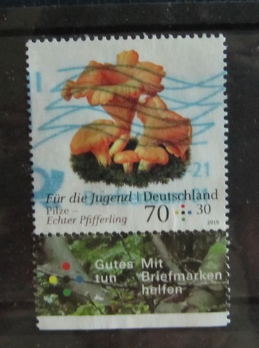 Stück jugend pilze echter - jugend,