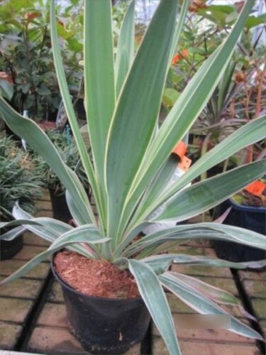 Yucca gloriosa variegata - gloriosa,