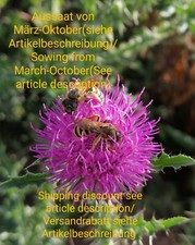 Wegdistel, Carduus acanthoides, Plumeless thistle, 100 seeds, samen, Bienenweide