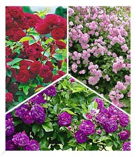 Rambler-Rosen-Kollektion Bleu