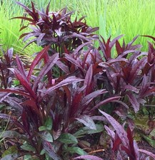 Bartfaden Huskers Red -