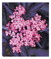 Schwarzer Holunder 'Sambucus nigra', 1 Pflanze