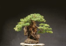 Bonsai outdoor winterhart