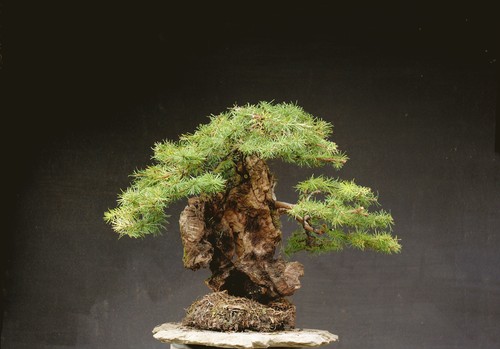 Bonsai outdoor winterhart
