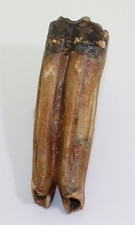 Pferd, Equus sp., Quartär