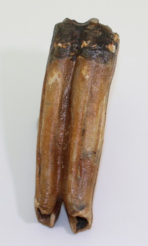 Pferd equus quartär - pferd,,