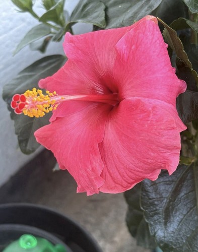 Hibiskus rosa sinensis pink - hibiskus, rosa-sinensis