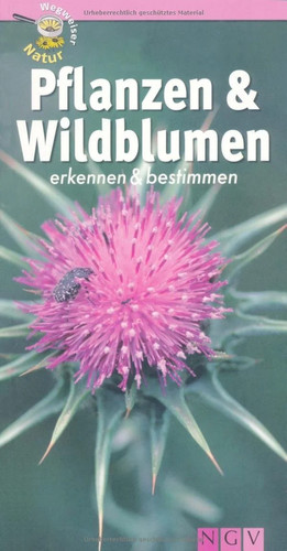 Pflanzen wildblumen - pflanzen,