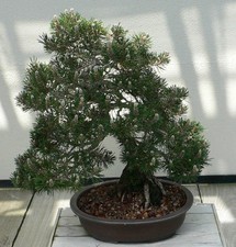 SAMEN Bonsai Schwarzkiefer