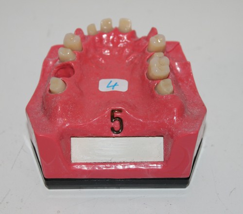 Dent schaumodell 5 - go,