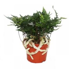 Tarantel-Farn, Vogelspinnen-Farn,Spinnenfarn, Humata tyermannii, Davallia, 17cm 