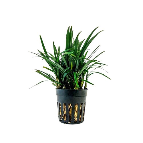 Terrarium pflanze ophiopogon - pflanze,