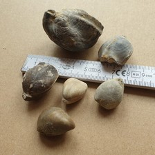 Wundervolle Brachiopoden aus