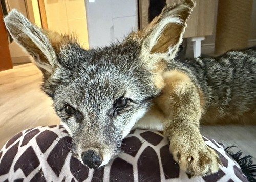 Präparierter fuchs präparat - fuchs,,