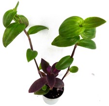 Tradescantia dreimasterblume - tradescantia,