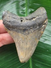 7,5 cm graublauer Zahn des