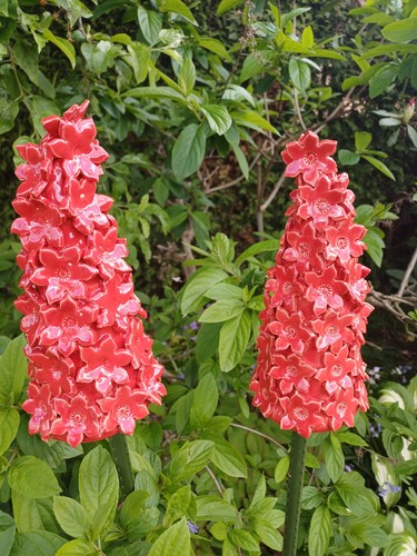 Stück rittersporn rot - 2,