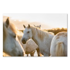 Postereck 3512 Poster Leinwand Pferde, Herde Natur Tier Strand Weiss Freiheit