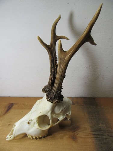 Kapitales rehgeweih 422 - rehgeweih, g