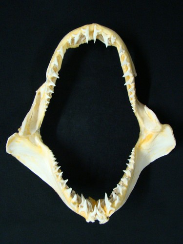 Mako shark jaws haigebiss - jaws,