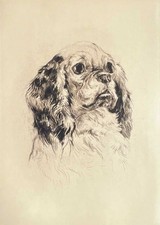 "Pincher" Farbradierung von Kurt Meyer-Eberhardt (Hanfstaengl Nachlass)