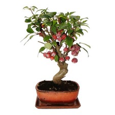 Exotenherz bonsai - -,