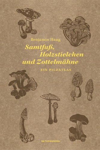 Samtfuß holzstielchen und - samtfuß,,