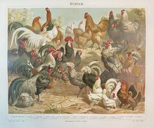 antike Grafik Fauna: Hühner