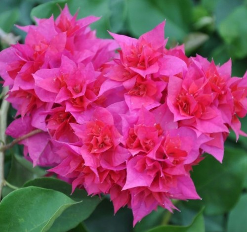 Bougainvillea-Welt