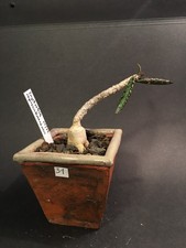Euphorbia capsaintemariensis, Jungpflanze, Caudex, rar